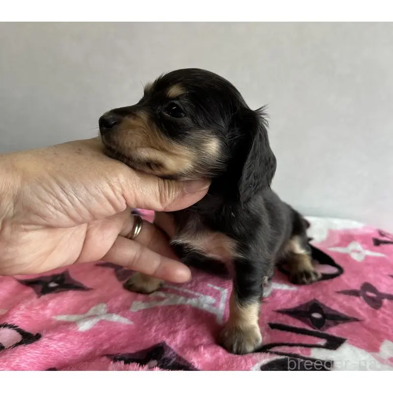 販売中の宮崎県のミニチュアダックスフンド(ロングヘアード)-454982の4枚目