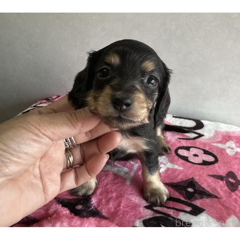 販売中の宮崎県のミニチュアダックスフンド(ロングヘアード)-454982の3枚目