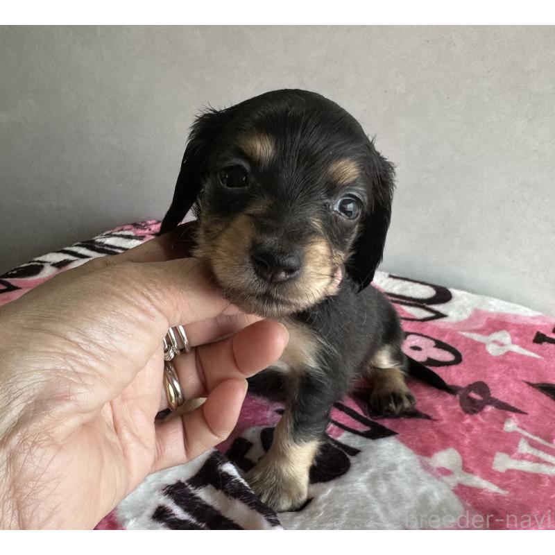 販売中の宮崎県のミニチュアダックスフンド(ロングヘアード)-454982の2枚目