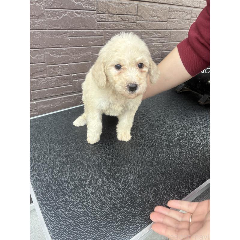 販売中の滋賀県のラブラドゥードル:ラブラドールレトリーバー×プードル-454985の3枚目