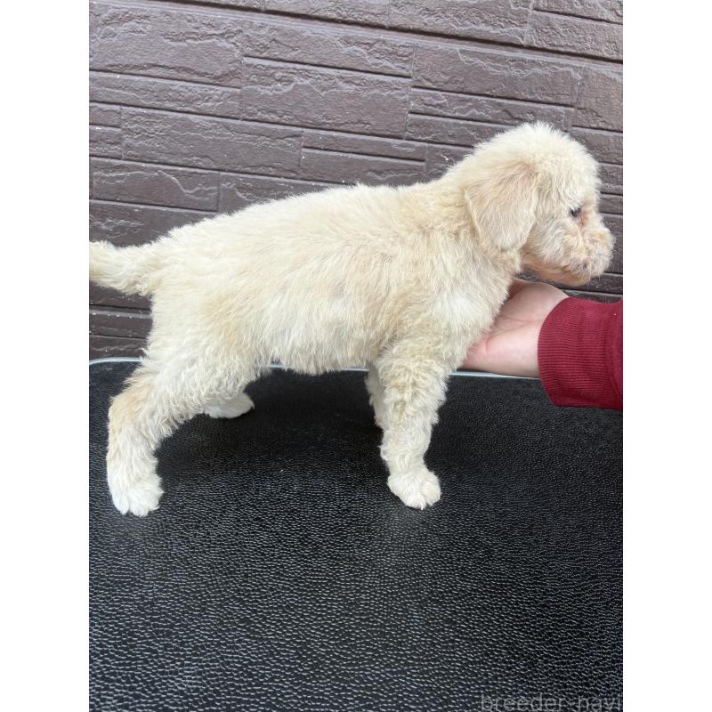 販売中の滋賀県のラブラドゥードル:ラブラドールレトリーバー×プードル-454985の2枚目