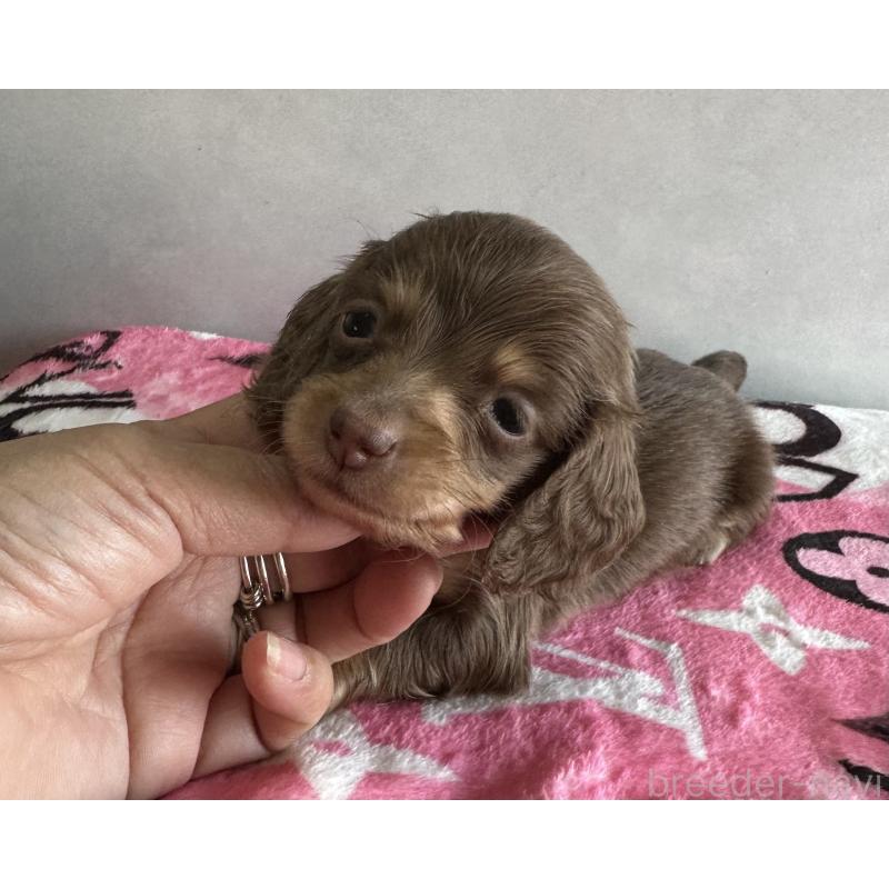 販売中の宮崎県のミニチュアダックスフンド(ロングヘアード)-454983の6枚目