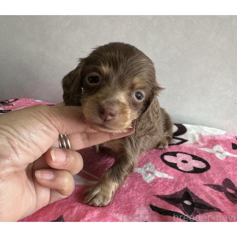 販売中の宮崎県のミニチュアダックスフンド(ロングヘアード)-454983の3枚目