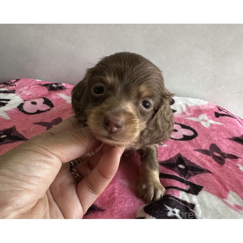 販売中の宮崎県のミニチュアダックスフンド(ロングヘアード)-454983の2枚目