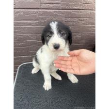 ♀︎ラブラドゥードル:ラブラドールレトリーバー×プードル