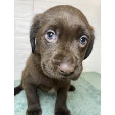 オンライン見学