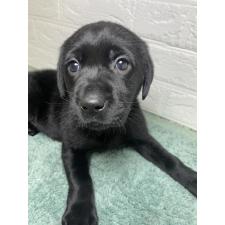 ♀︎ラブラドールレトリーバー