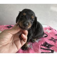 ♀︎ミニチュアダックスフンド(ロングヘアード)