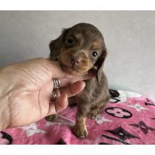 ♀︎ミニチュアダックスフンド(ロングヘアード)