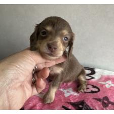 ♀︎ミニチュアダックスフンド(ロングヘアード)