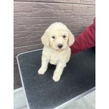 ♀︎ラブラドゥードル:ラブラドールレトリーバー×プードル