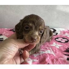 ♀︎ミニチュアダックスフンド(ロングヘアード)