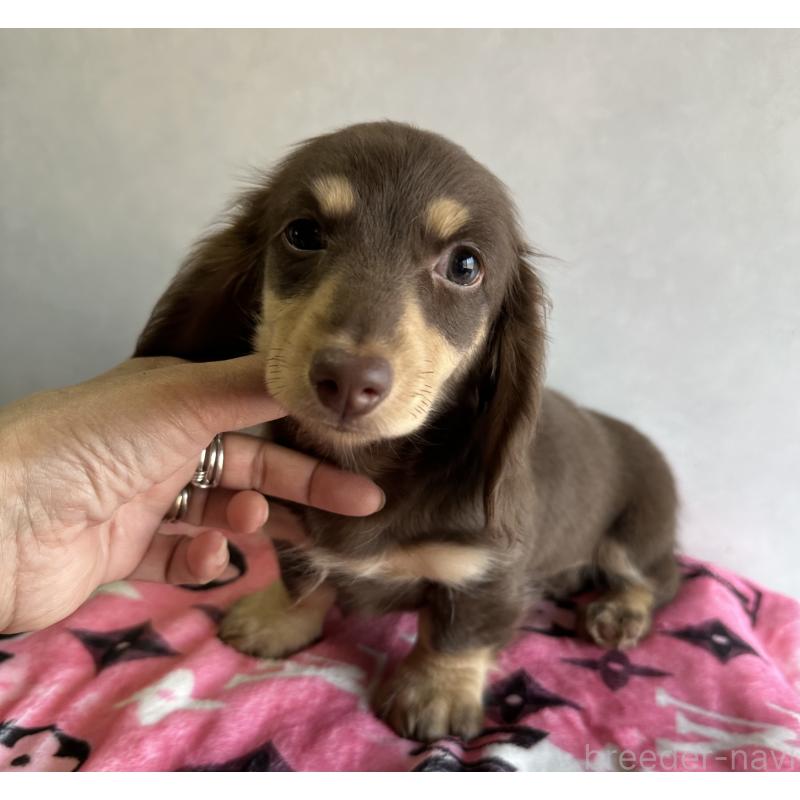 販売中の宮崎県のミニチュアダックスフンド(ロングヘアード)-445956