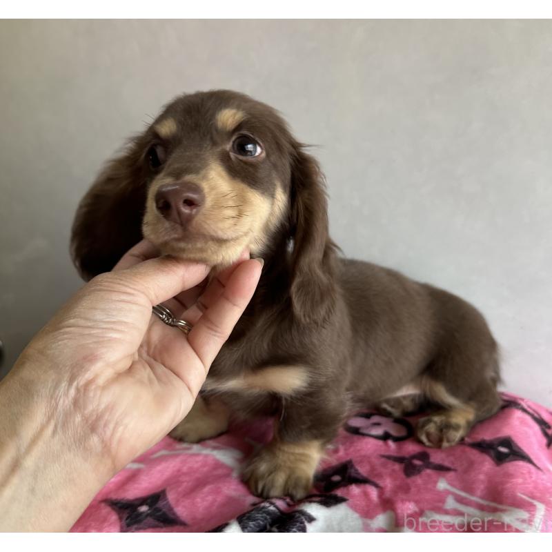 販売中の宮崎県のミニチュアダックスフンド(ロングヘアード)-445956の14枚目