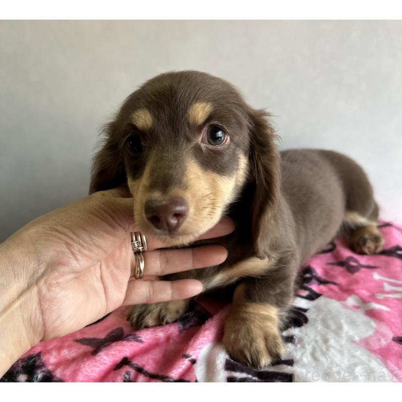 販売中の宮崎県のミニチュアダックスフンド(ロングヘアード)-445956の13枚目