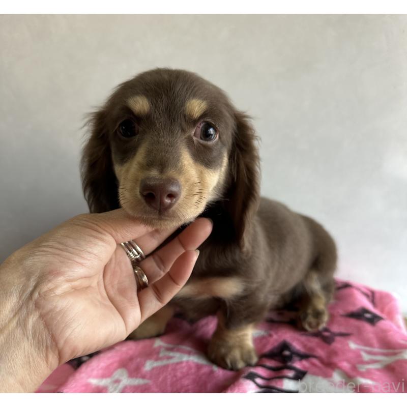 販売中の宮崎県のミニチュアダックスフンド(ロングヘアード)-445956の12枚目