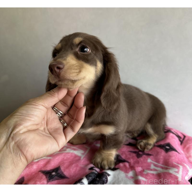 販売中の宮崎県のミニチュアダックスフンド(ロングヘアード)-445956の11枚目