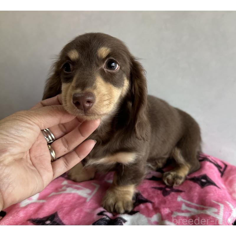 販売中の宮崎県のミニチュアダックスフンド(ロングヘアード)-445956の10枚目