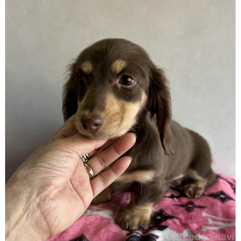 販売中の宮崎県のミニチュアダックスフンド(ロングヘアード)-445956の8枚目