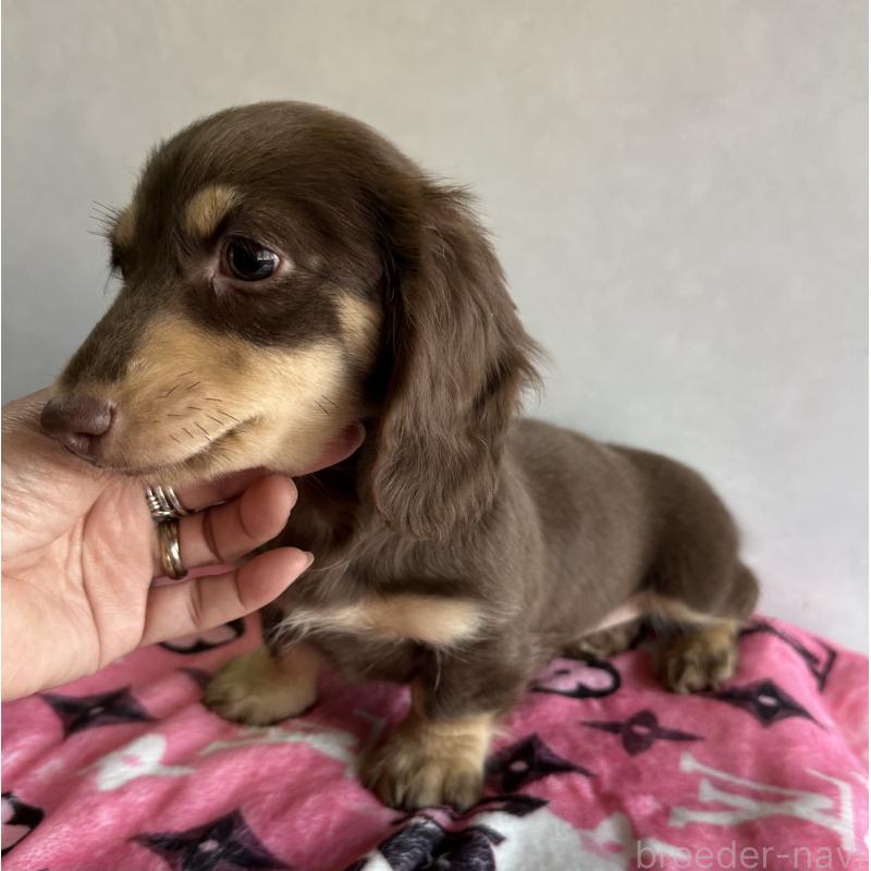 販売中の宮崎県のミニチュアダックスフンド(ロングヘアード)-445956の7枚目