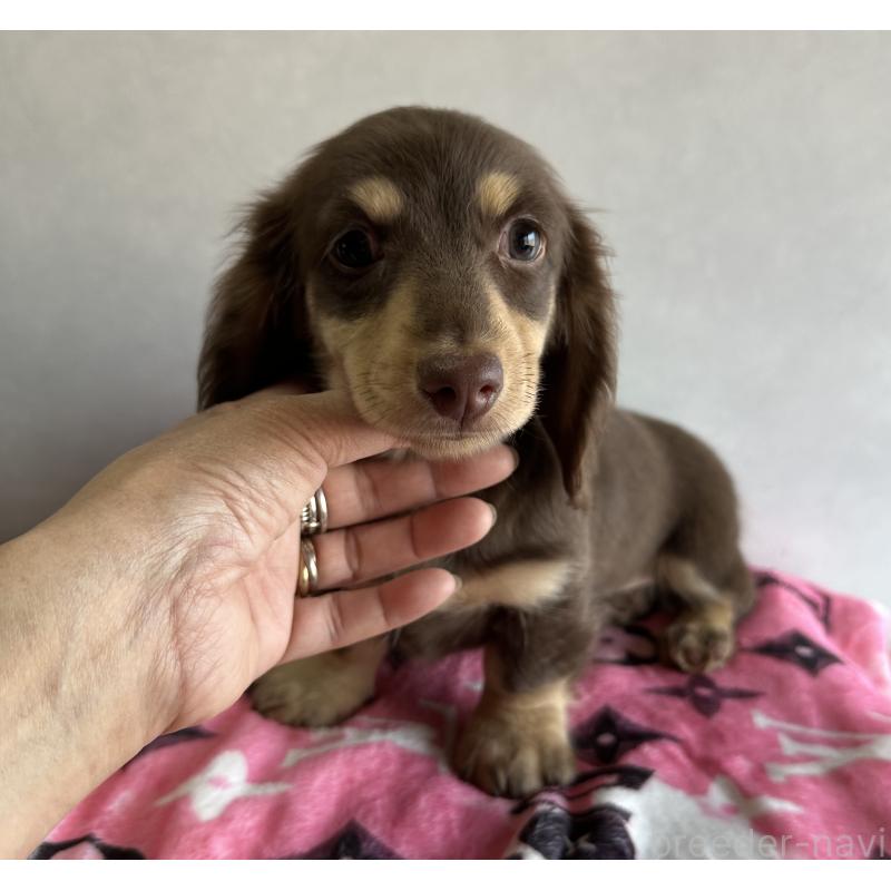 販売中の宮崎県のミニチュアダックスフンド(ロングヘアード)-445956の6枚目