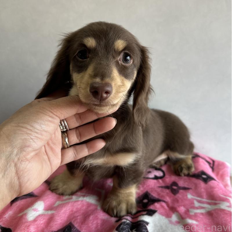 販売中の宮崎県のミニチュアダックスフンド(ロングヘアード)-445956の5枚目