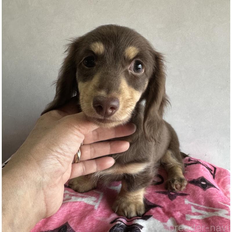 販売中の宮崎県のミニチュアダックスフンド(ロングヘアード)-445956の4枚目