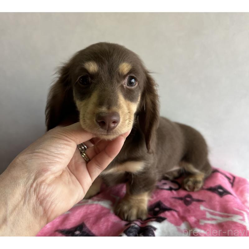 販売中の宮崎県のミニチュアダックスフンド(ロングヘアード)-445956の3枚目