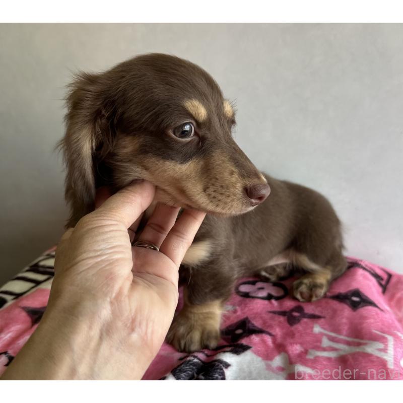 販売中の宮崎県のミニチュアダックスフンド(ロングヘアード)-445956の2枚目