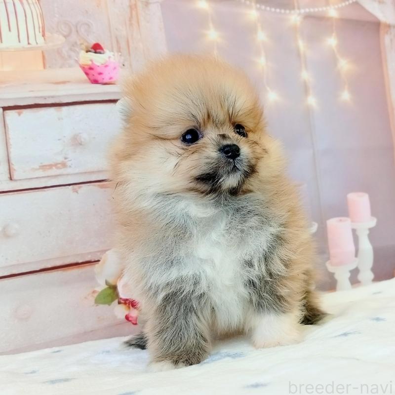 ♀︎ポメラニアン