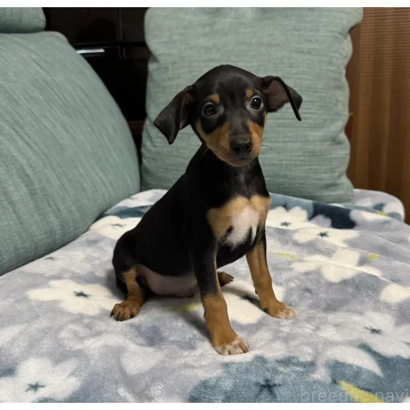 販売中の岡山県のミニチュアピンシャー(ミニピン)-454992の15枚目