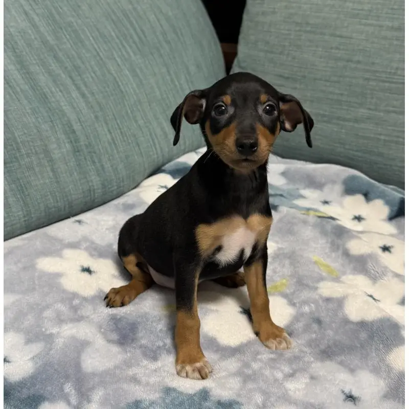 販売中の岡山県のミニチュアピンシャー(ミニピン)-454992の14枚目