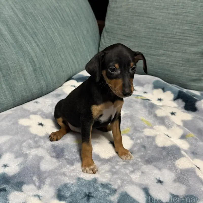 販売中の岡山県のミニチュアピンシャー(ミニピン)-454992の13枚目