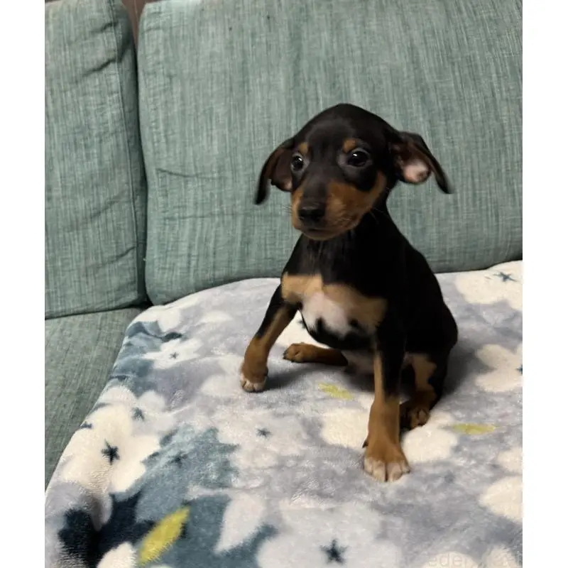 販売中の岡山県のミニチュアピンシャー(ミニピン)-454992の12枚目