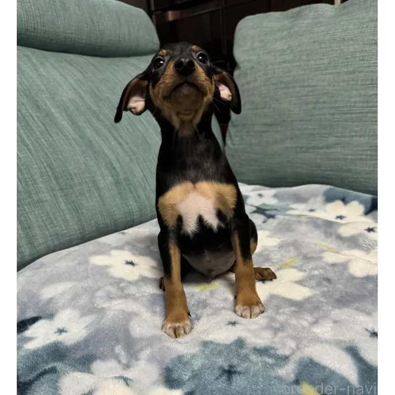 販売中の岡山県のミニチュアピンシャー(ミニピン)-454992の11枚目