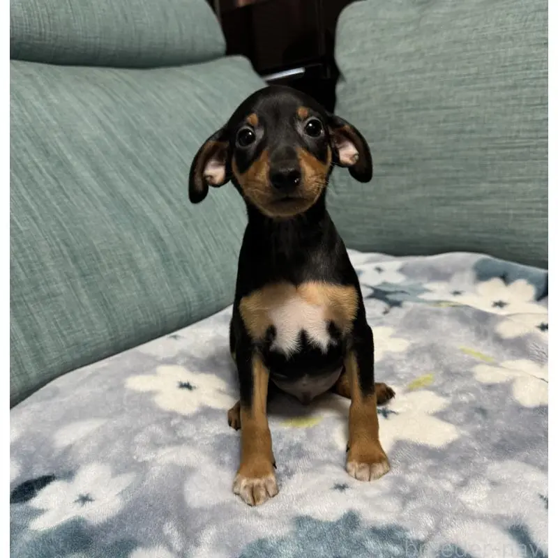 販売中の岡山県のミニチュアピンシャー(ミニピン)-454992の10枚目