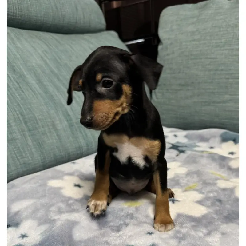 販売中の岡山県のミニチュアピンシャー(ミニピン)-454992の9枚目