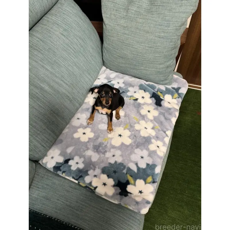 販売中の岡山県のミニチュアピンシャー(ミニピン)-454992の8枚目