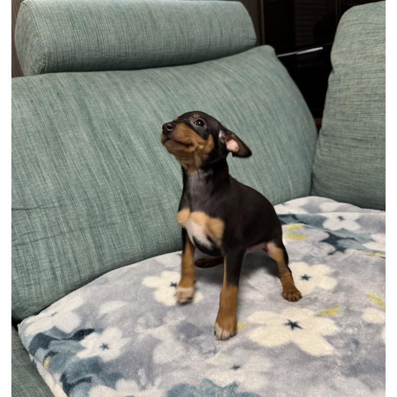 販売中の岡山県のミニチュアピンシャー(ミニピン)-454992の7枚目