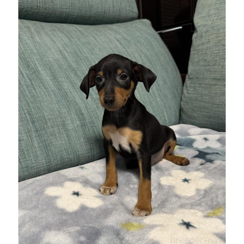 販売中の岡山県のミニチュアピンシャー(ミニピン)-454992の6枚目