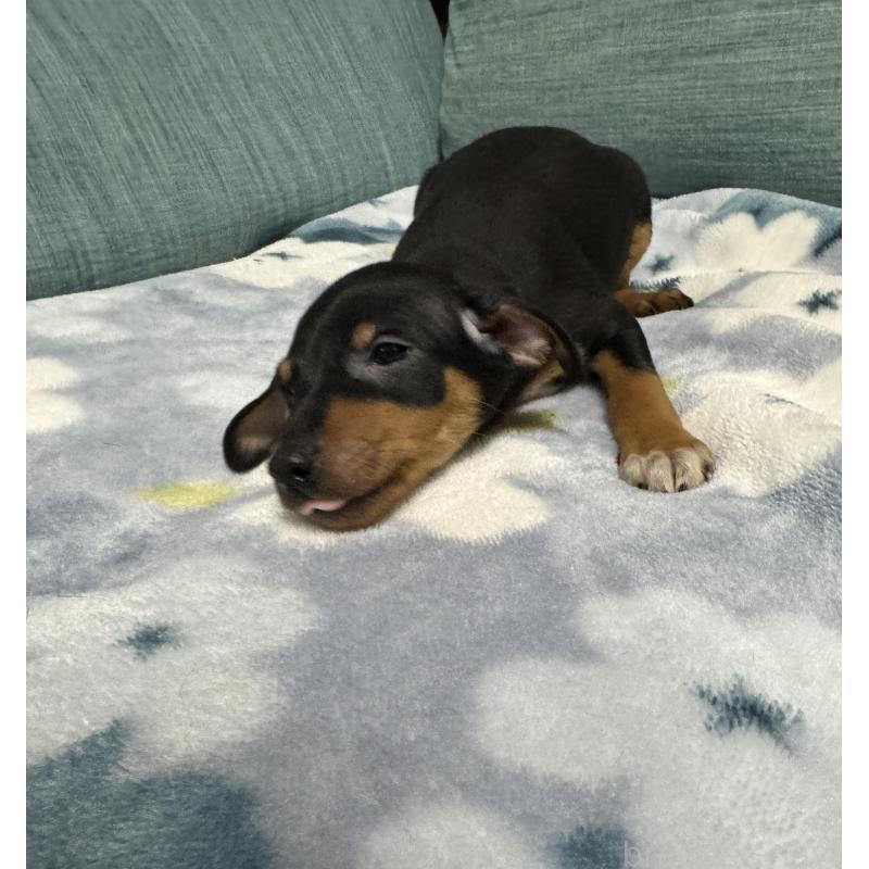 販売中の岡山県のミニチュアピンシャー(ミニピン)-454992の5枚目