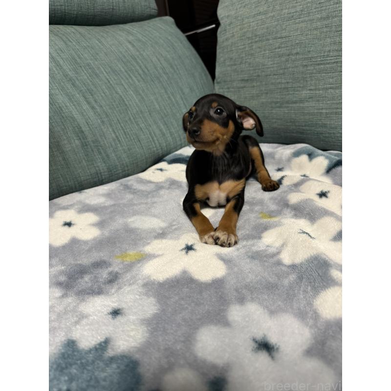 販売中の岡山県のミニチュアピンシャー(ミニピン)-454992の4枚目