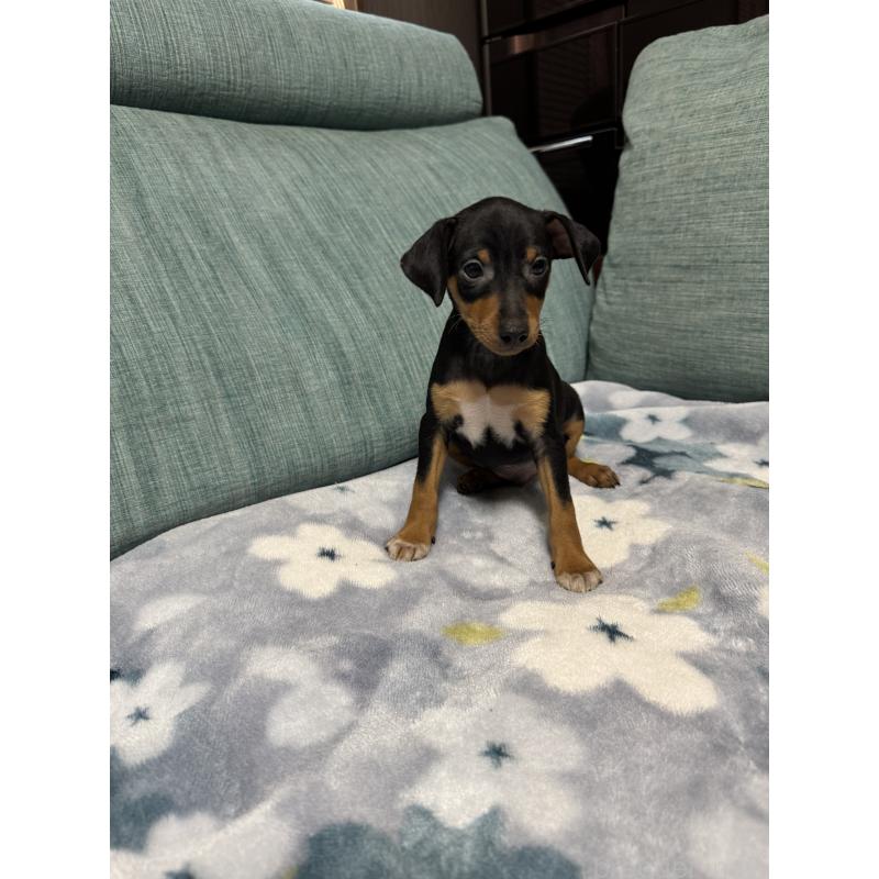 販売中の岡山県のミニチュアピンシャー(ミニピン)-454992の3枚目