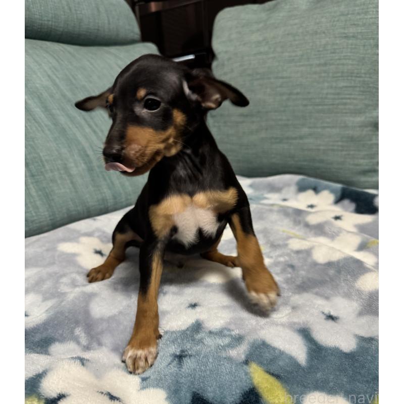 販売中の岡山県のミニチュアピンシャー(ミニピン)-454992の2枚目