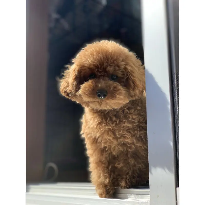 販売中の埼玉県のティーカッププードル-454993の3枚目