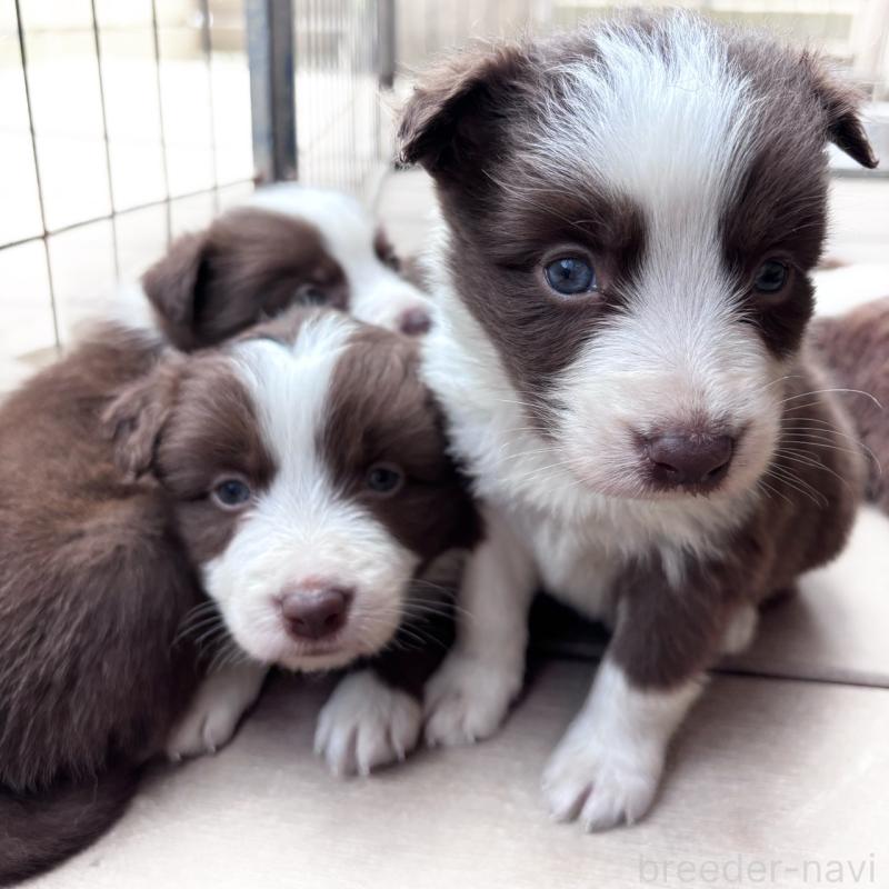 販売中の千葉県のミックス犬-454995の5枚目