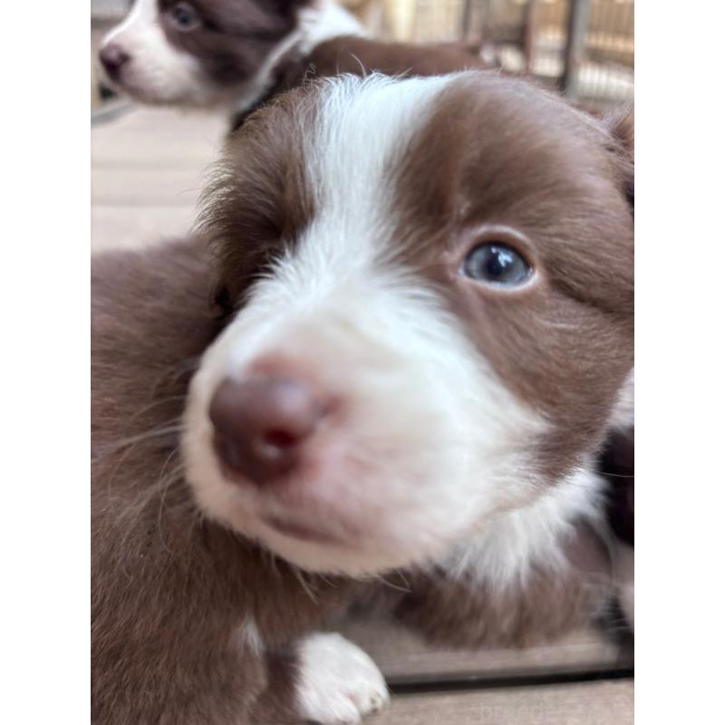 販売中の千葉県のミックス犬-454995の4枚目