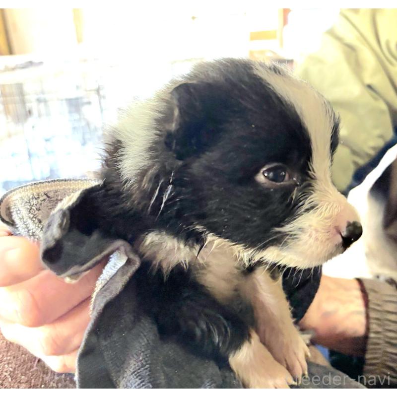 販売中の千葉県のミックス犬-454995の2枚目