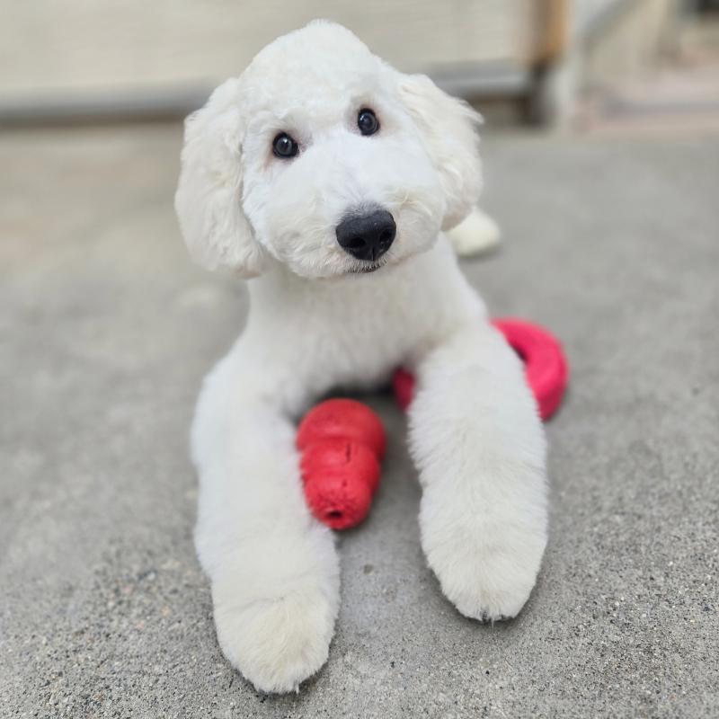 販売中の石川県のスタンダードプードル-435864