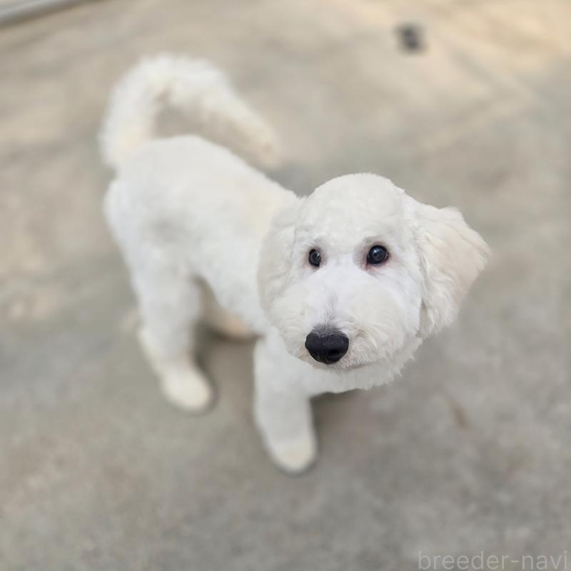 販売中の石川県のスタンダードプードル-435864の9枚目